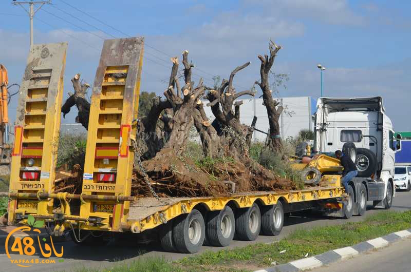 hadm ramla zatoen (22).JPG